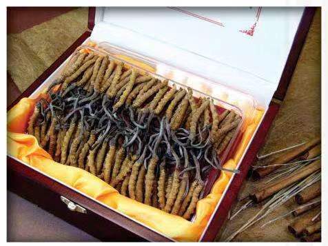 广丰冬虫夏草回收